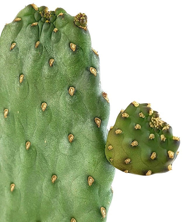 Opuntia consolea "rubescens" - Feigenkaktus