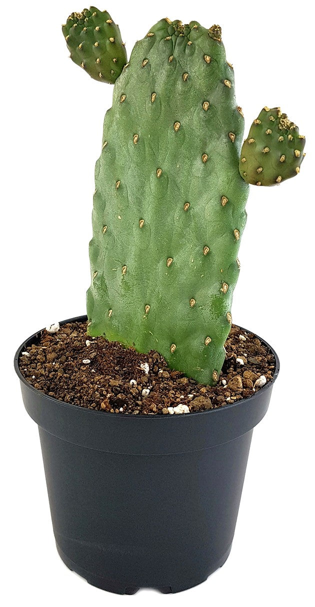 Opuntia consolea "rubescens" - Feigenkaktus