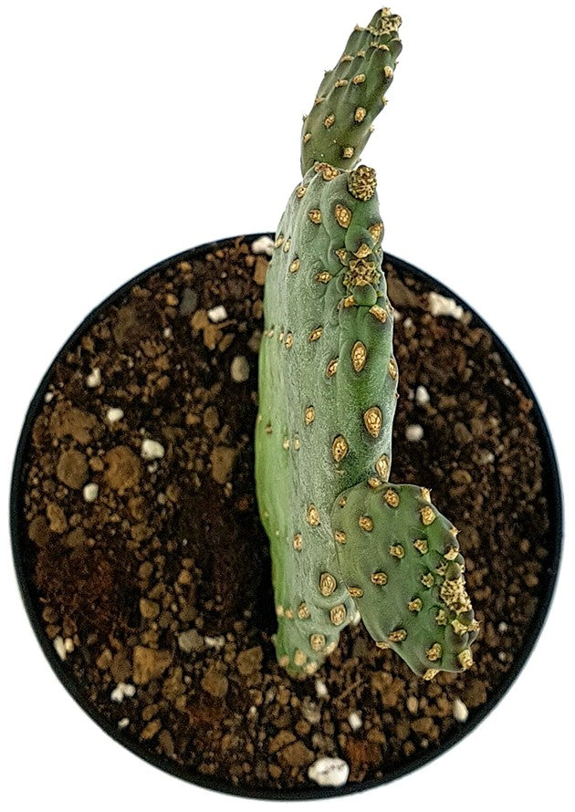 Opuntia consolea "rubescens" - Feigenkaktus