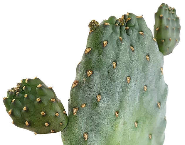 Opuntia consolea "rubescens" - Feigenkaktus