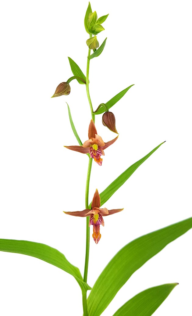 Epipactis helleborine "thunbergii x gigantea red leaf" - Gartenorchidee