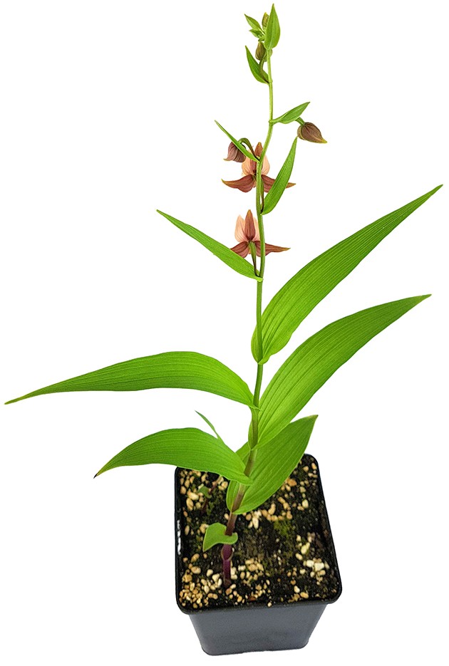 Epipactis helleborine "thunbergii x gigantea red leaf" - Gartenorchidee