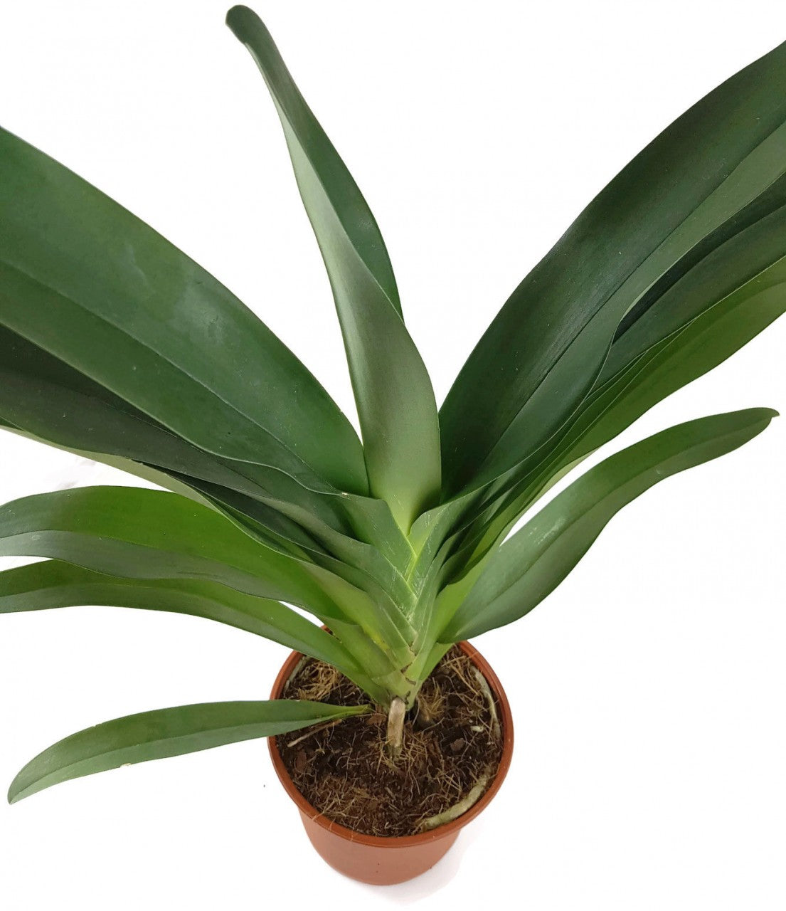 Angraecum "Crestwood" - Orchidee