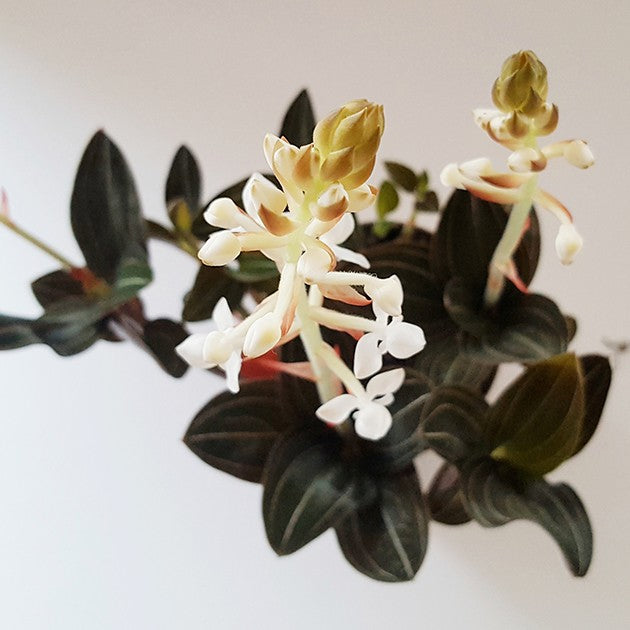 Ludisia discolor - Blattschmuck Orchidee