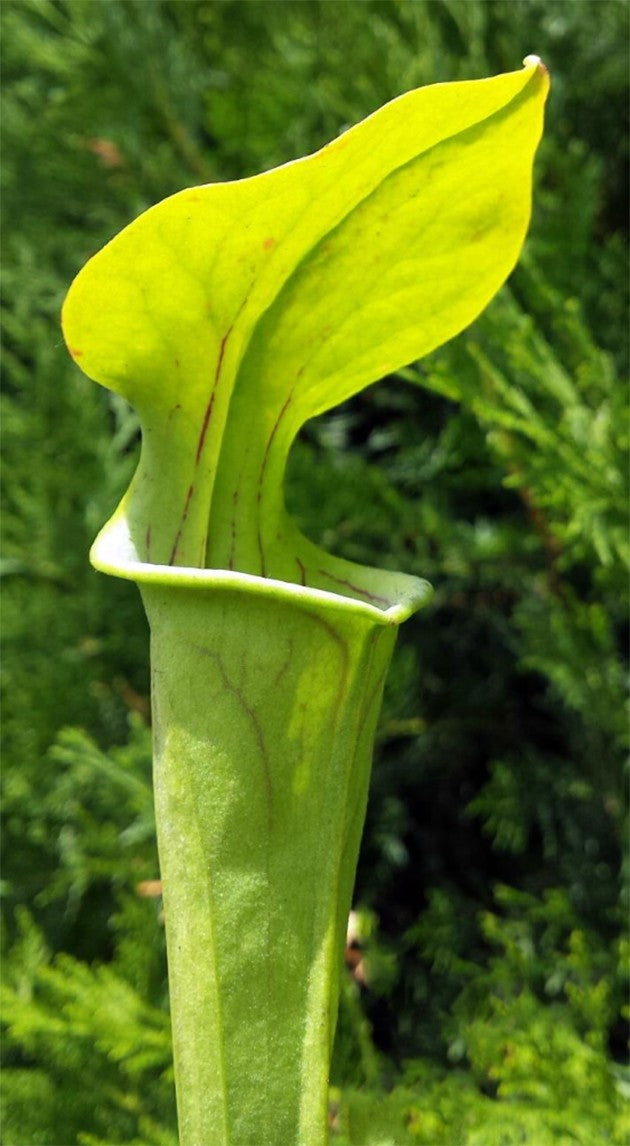Sarracenia Oreophila Centre Alabama