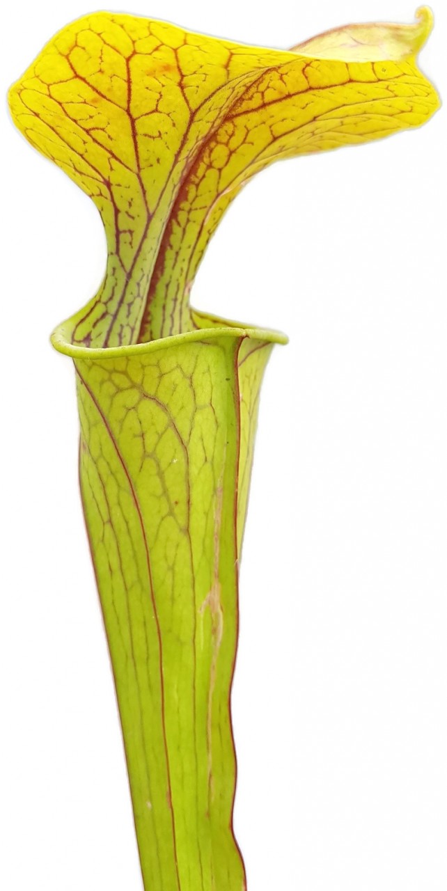 Sarracenia Oreophila "Heavy Veined" Sand Hill Mt. Alabama