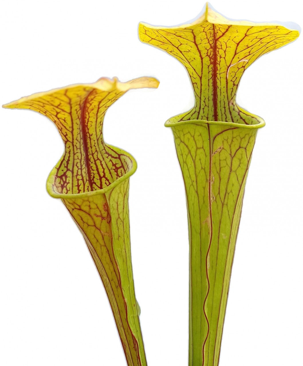 Sarracenia Oreophila "Heavy Veined" Sand Hill Mt. Alabama