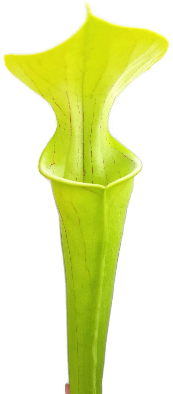 Sarracenia Oreophila "Slim Phyllodia"