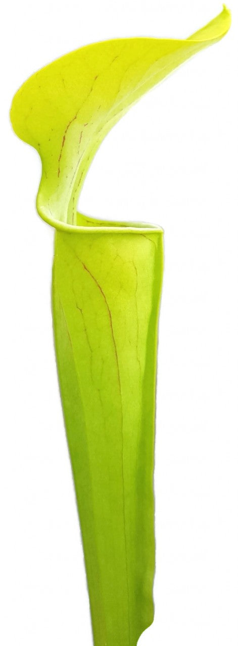 Sarracenia Oreophila "Slim Phyllodia"