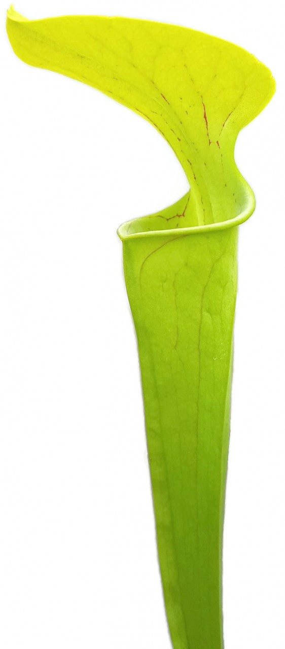 Sarracenia Oreophila "Slim Phyllodia"