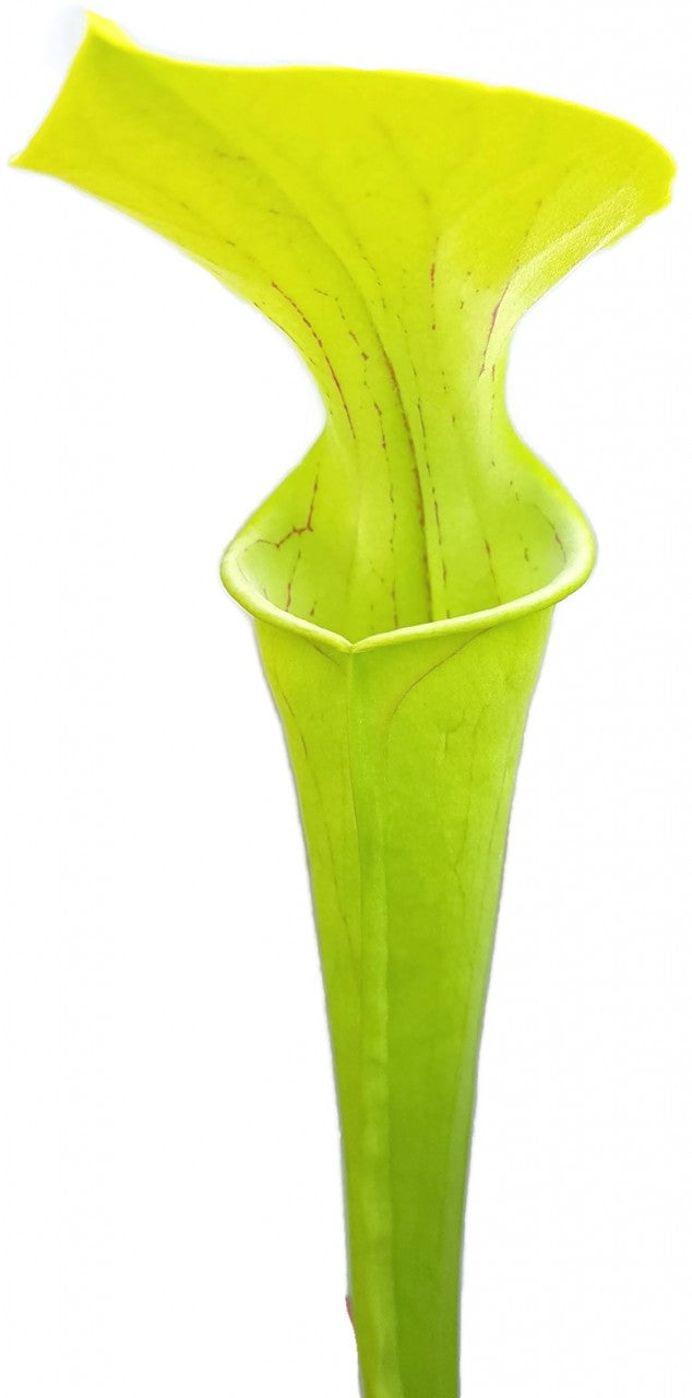 Sarracenia Oreophila "Slim Phyllodia"