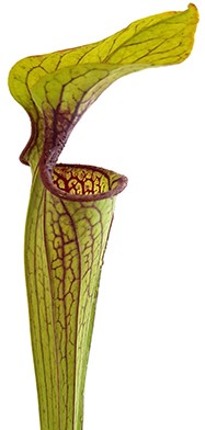 Sarracenia Oreophila IP O01 "Red Lips, Throat, Heavy Veins"