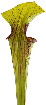 Sarracenia Oreophila IP O01 "Red Lips, Throat, Heavy Veins"