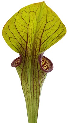 Sarracenia Oreophila IP O01 "Red Lips, Throat, Heavy Veins"