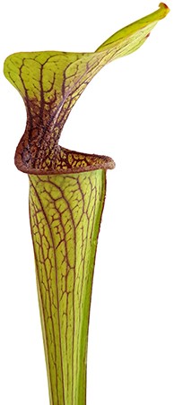 Sarracenia Oreophila IP O01 "Red Lips, Throat, Heavy Veins"