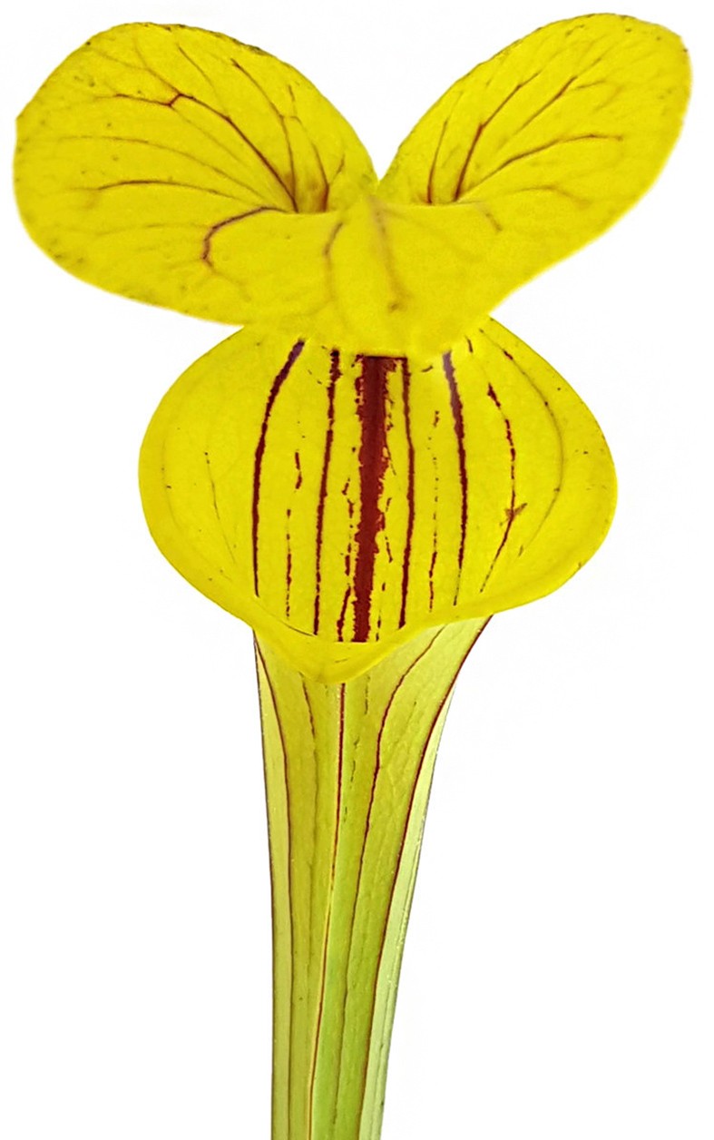 Sarracenia Flava var. Ornata, Prince George Co., VA - MK F156