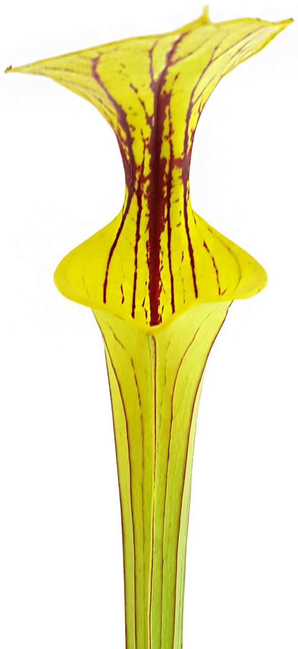 Sarracenia Flava var. Ornata, Prince George Co., VA - MK F156