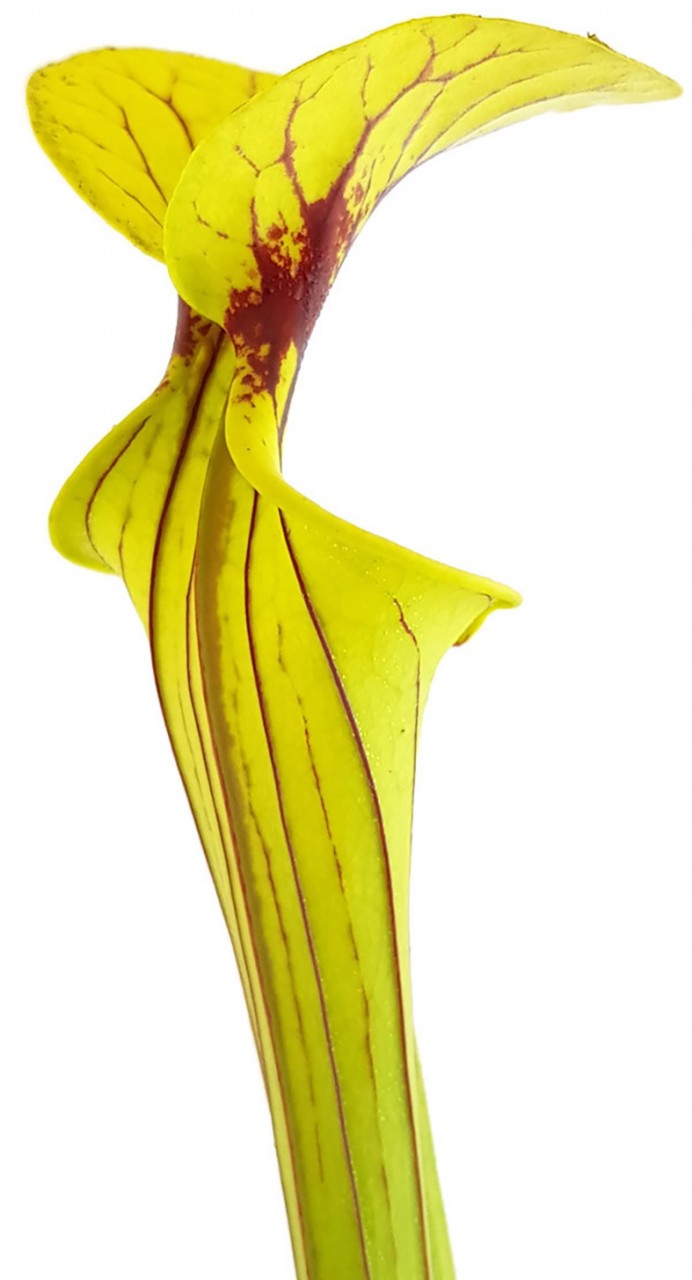 Sarracenia Flava var. Ornata, Prince George Co., VA - MK F156
