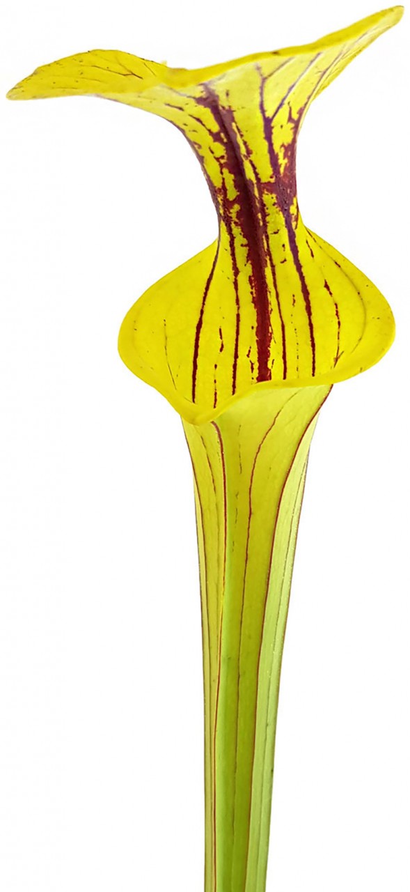 Sarracenia Flava var. Ornata, Prince George Co., VA - MK F156