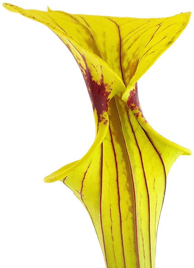 Sarracenia Flava var. Ornata, Prince George Co., VA - MK F156