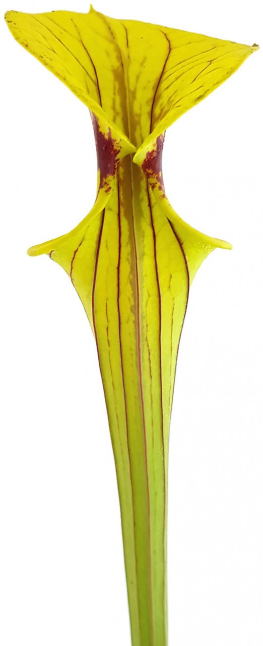 Sarracenia Flava var. Ornata, Prince George Co., VA - MK F156