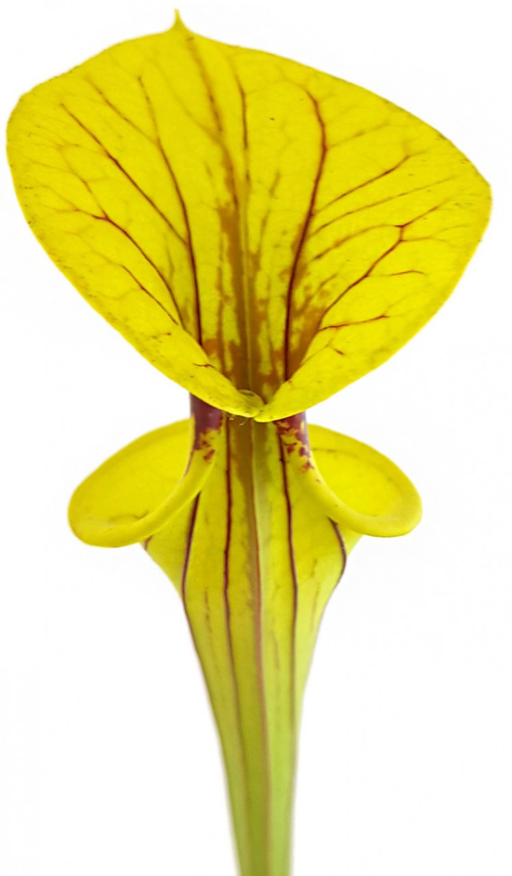 Sarracenia Flava var. Ornata, Prince George Co., VA - MK F156