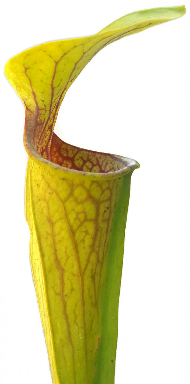 Sarracenia Oreophila "Heavily Veined"