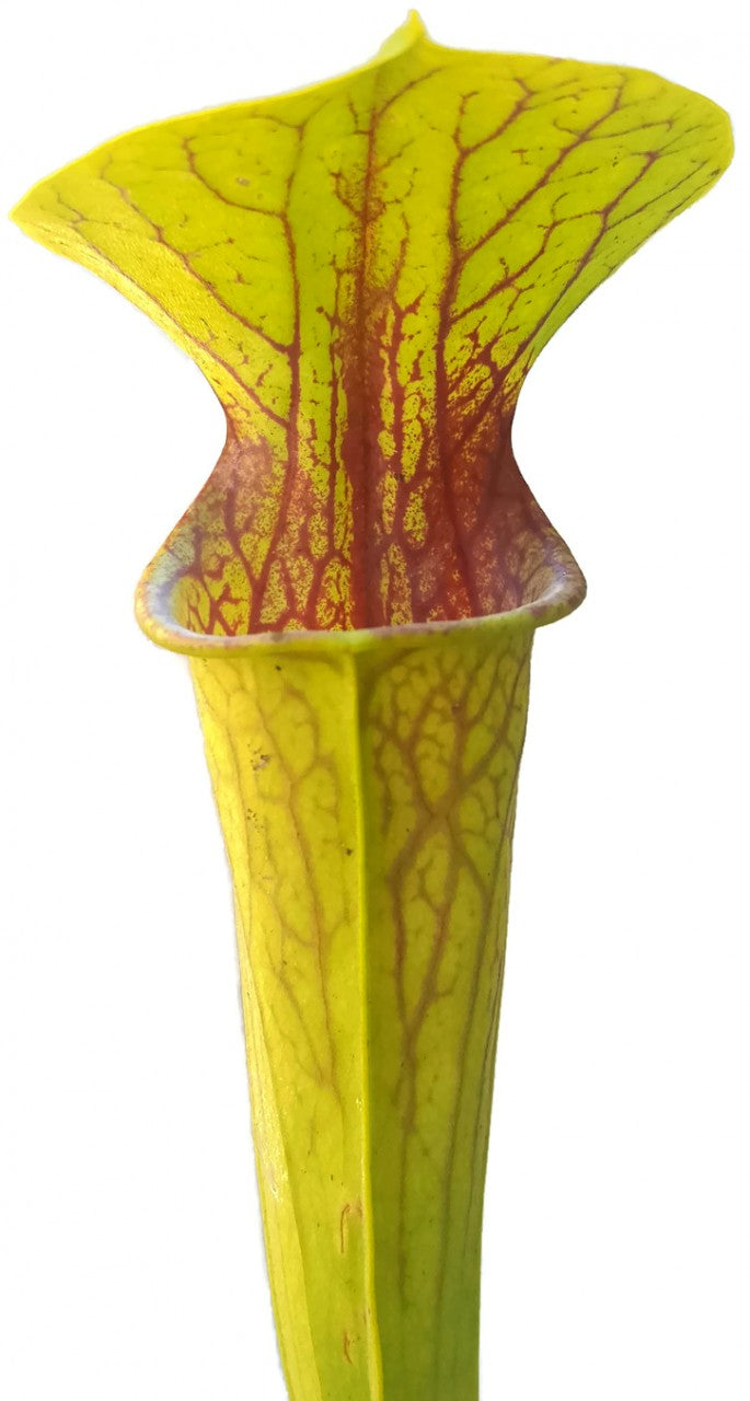 Sarracenia Oreophila "Heavily Veined"