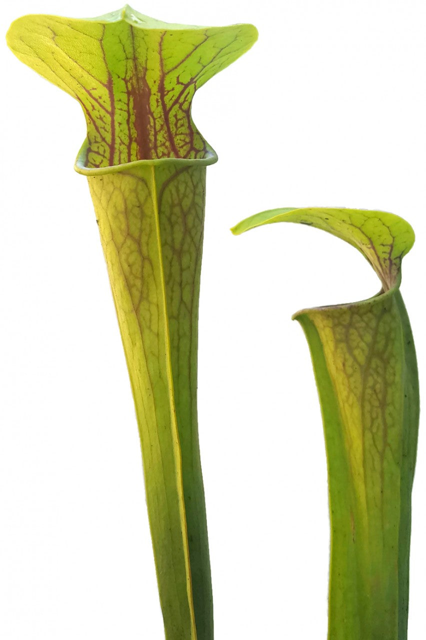 Sarracenia Oreophila "Heavily Veined"
