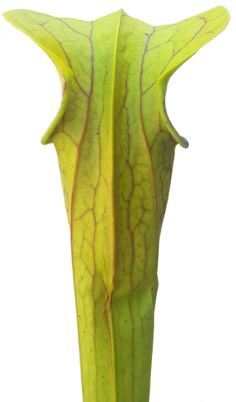 Sarracenia Oreophila "Heavily Veined"