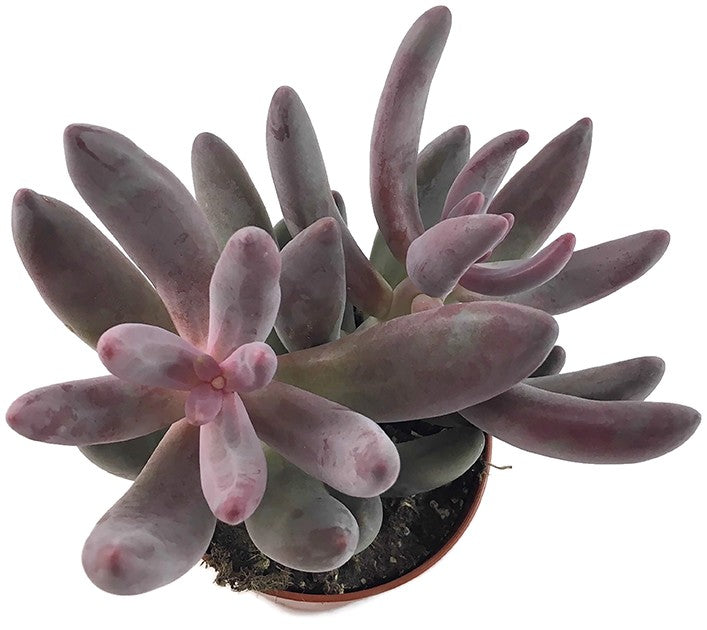 Pachysedum "Ganzhou" - rosafarbene Sukkulente