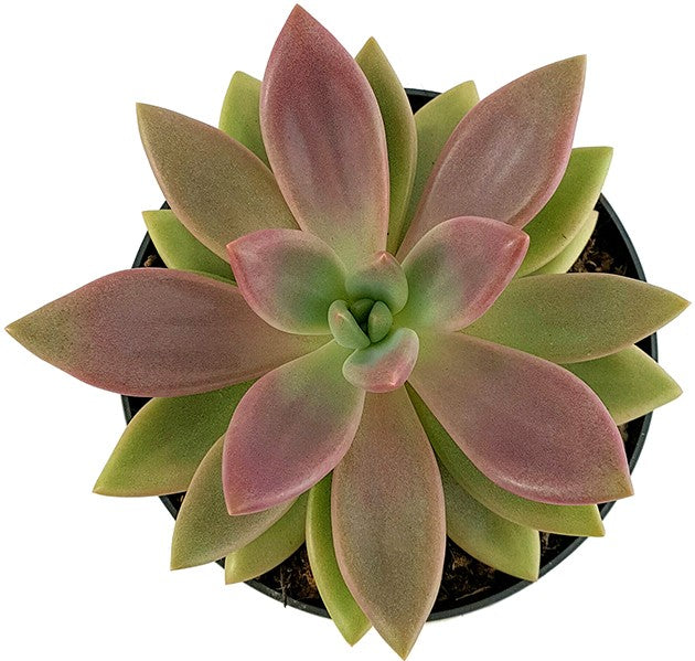 Pachyveria "rosy crown" - seltene Kreuzung
