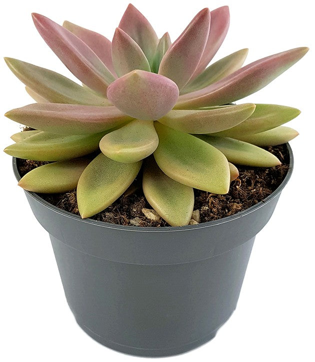 Pachyveria "rosy crown" - seltene Kreuzung