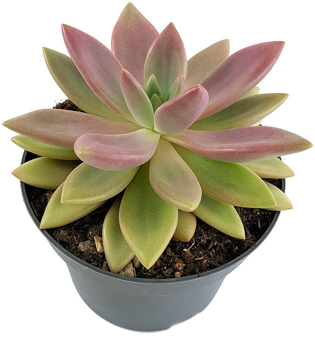 Pachyveria "rosy crown" - seltene Kreuzung