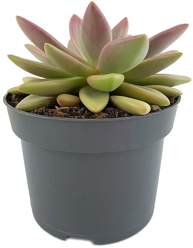 Pachyveria "rosy crown" - seltene Kreuzung