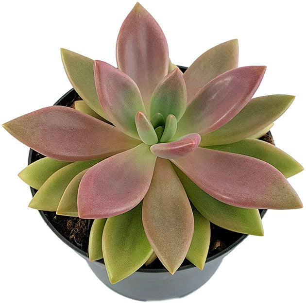 Pachyveria "rosy crown" - seltene Kreuzung