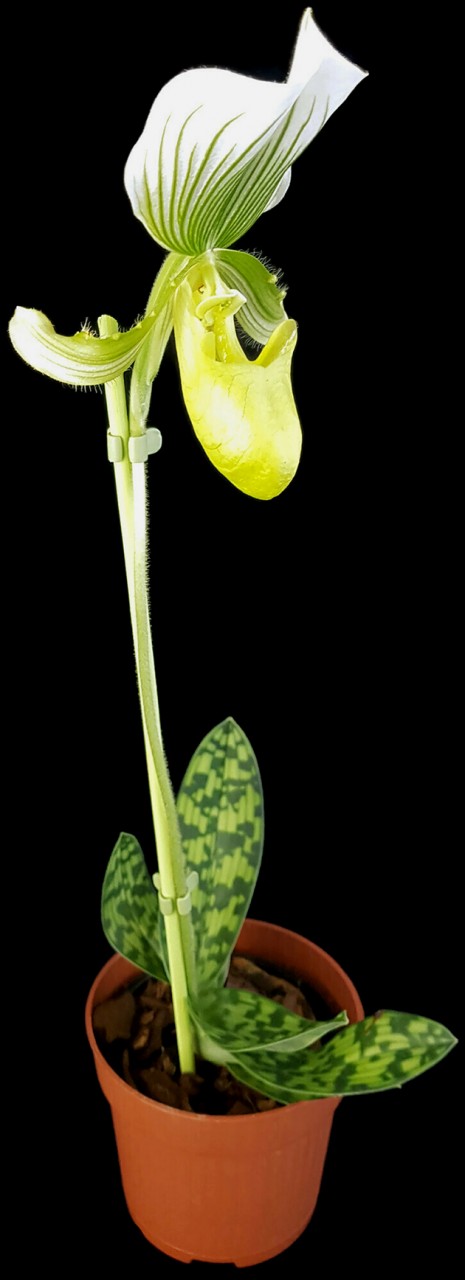 Paphiopedilum "Maudiae Femma" - Frauenschuh Orchidee