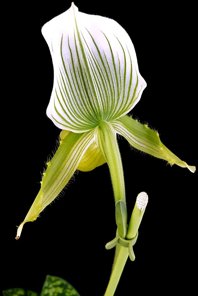 Paphiopedilum "Maudiae Femma" - Frauenschuh Orchidee