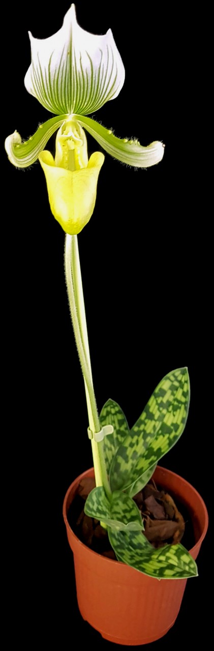 Paphiopedilum "Maudiae Femma" - Frauenschuh Orchidee