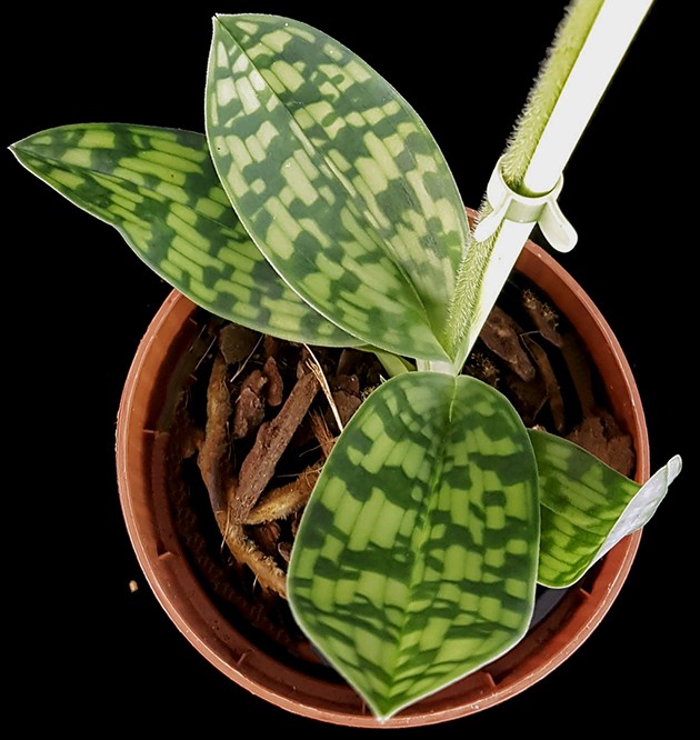 Paphiopedilum "Maudiae Femma" - Frauenschuh Orchidee