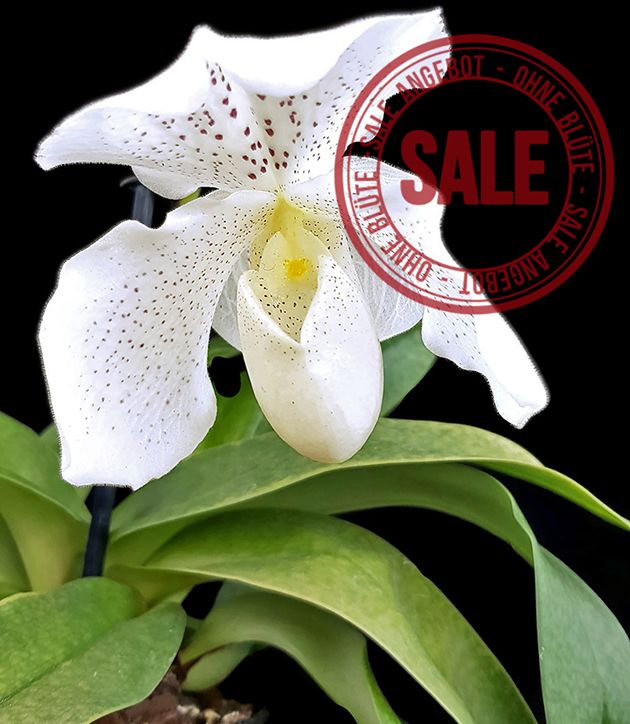 Paphiopedilum "Mrs. White" - weiße Frauenschuh - SALE ohne Blüte