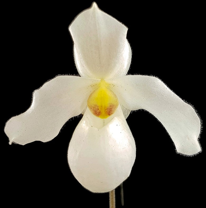 Paphiopedilum "Armeni White" - weißer Frauenschuh