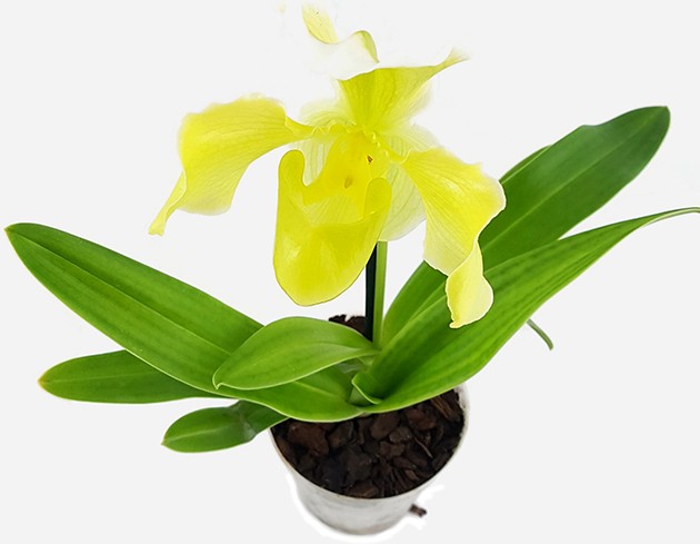 Paphiopedilum "fancy" - sommerliche Orchideenhybride