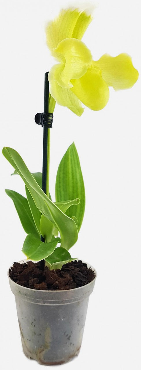 Paphiopedilum "fancy" - sommerliche Orchideenhybride