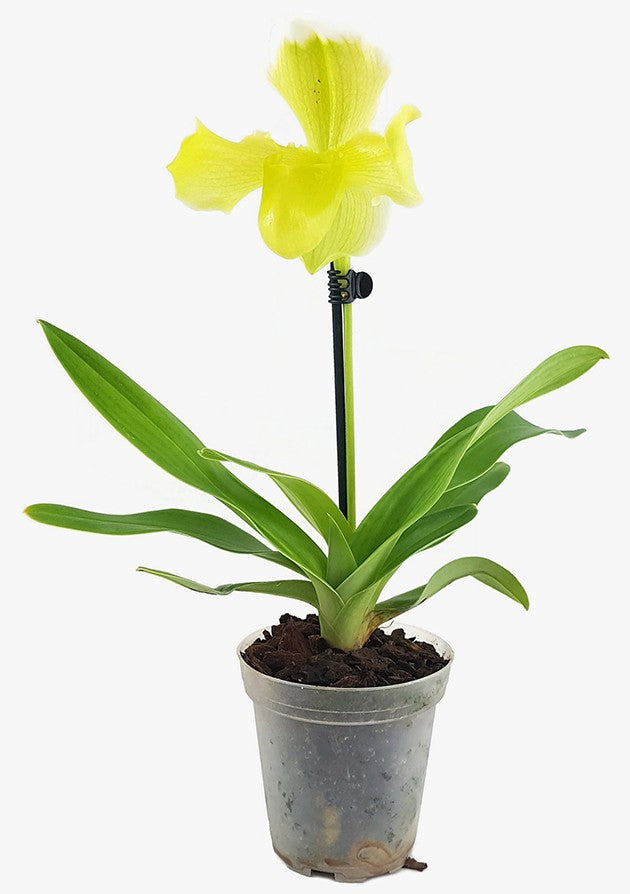 Paphiopedilum "fancy" - sommerliche Orchideenhybride