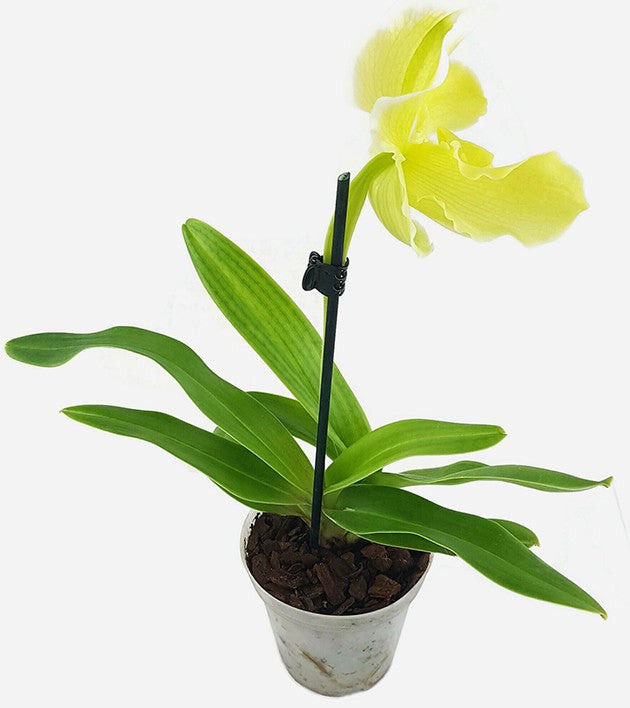 Paphiopedilum "fancy" - sommerliche Orchideenhybride