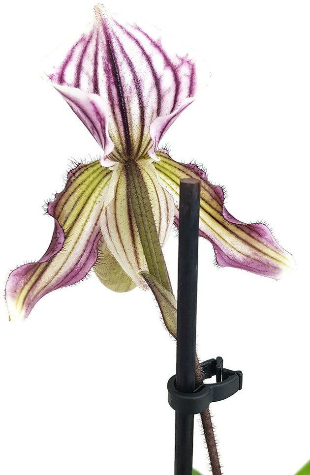 Paphiopedilum "Maudiae" Hybride - Frauenschuh Orchidee