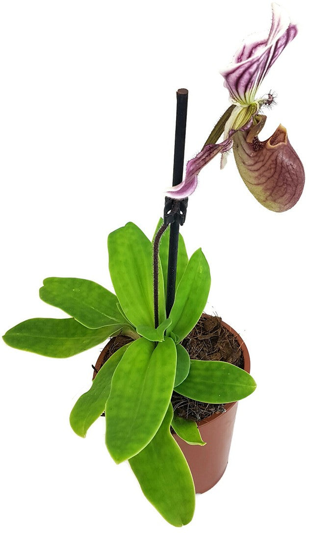 Paphiopedilum "Maudiae" Hybride - Frauenschuh Orchidee