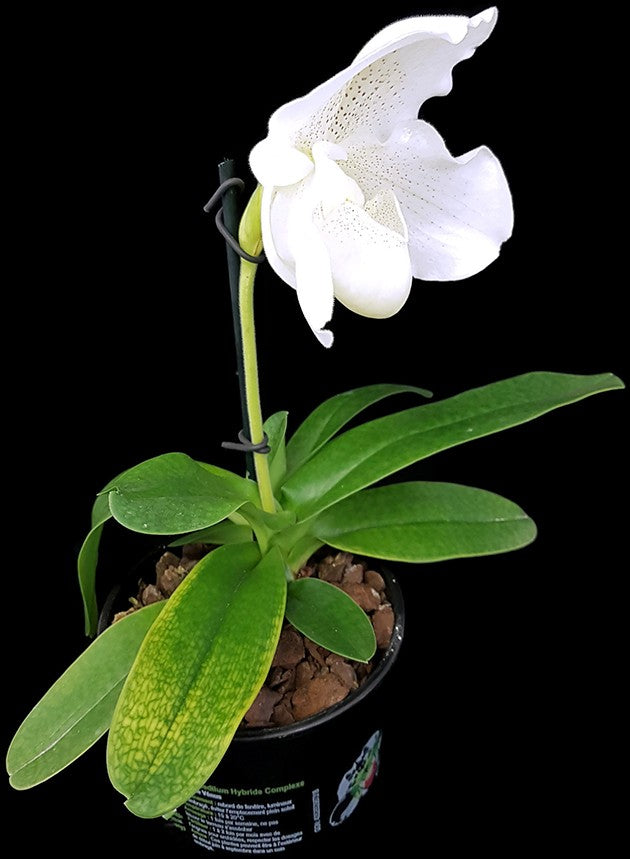 Paphiopedilum "Mrs. White" - weiße Frauenschuh - SALE ohne Blüte