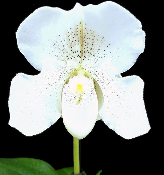 Paphiopedilum "Mrs. White" - weiße Frauenschuh - SALE ohne Blüte